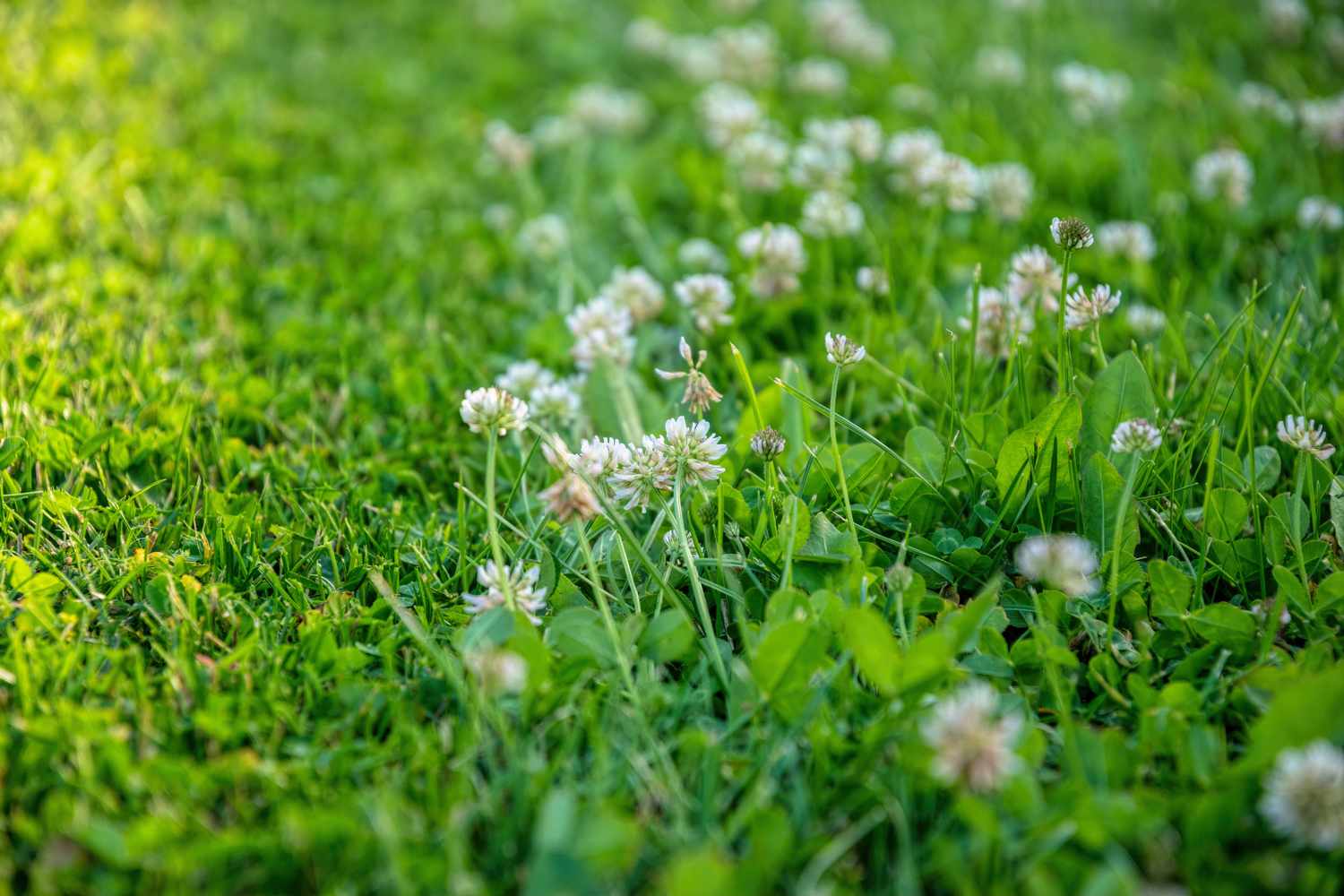clover lawn